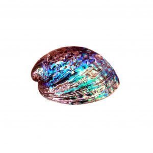 Concha pulida abalone L 12-14 cm
