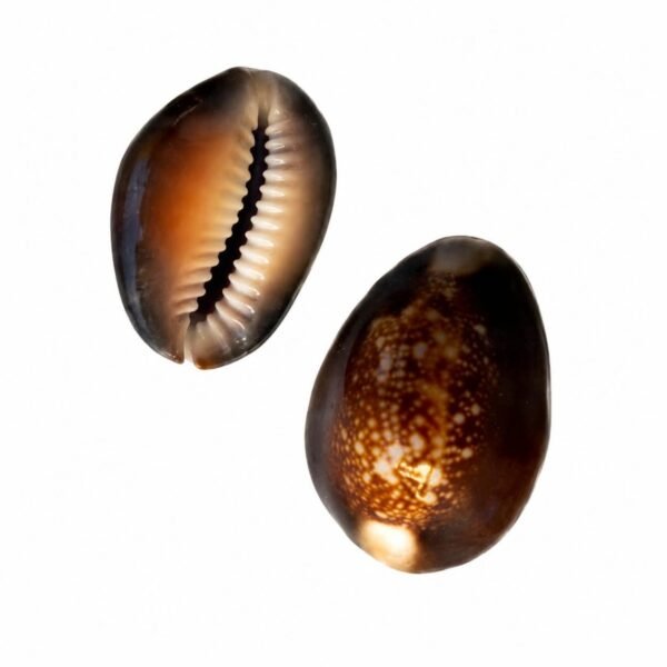 Concha Cypraea Monetaria CaputSerpentis