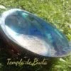 Abalone Polished Shell L 12-14 cm