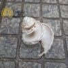 Shell Astraea Undosa Cortada XL - Image 2