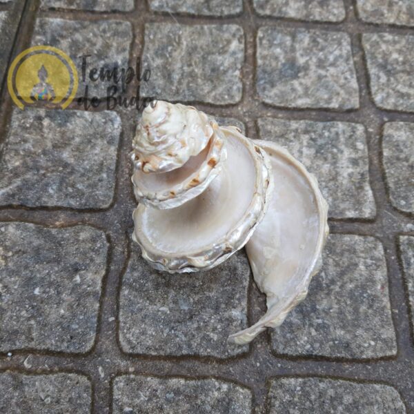 Shell Astraea Undosa Cortada XL - Image 2