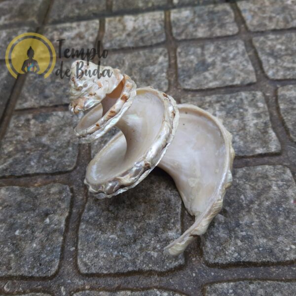 Shell Astraea Undosa Cortada XL - Image 3