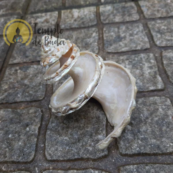 Shell Astraea Undosa Cortada XL - Image 3