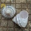 Concha Astraea Undosa XL