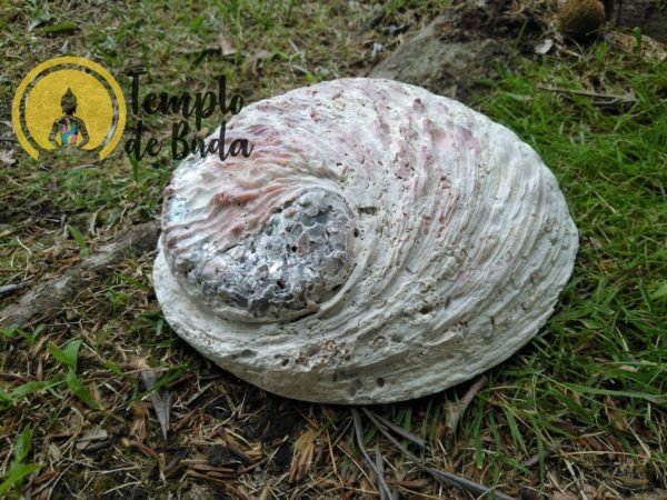 Abalone Concha XL 16-18 cm
