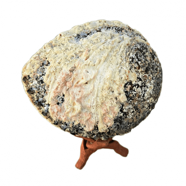Abalone Concha Branca XL 15-18 cm