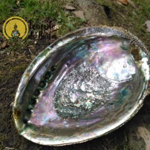 Abalone Shell Green XL 16-18 cm