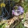 Andara Pendente Coração Violeta