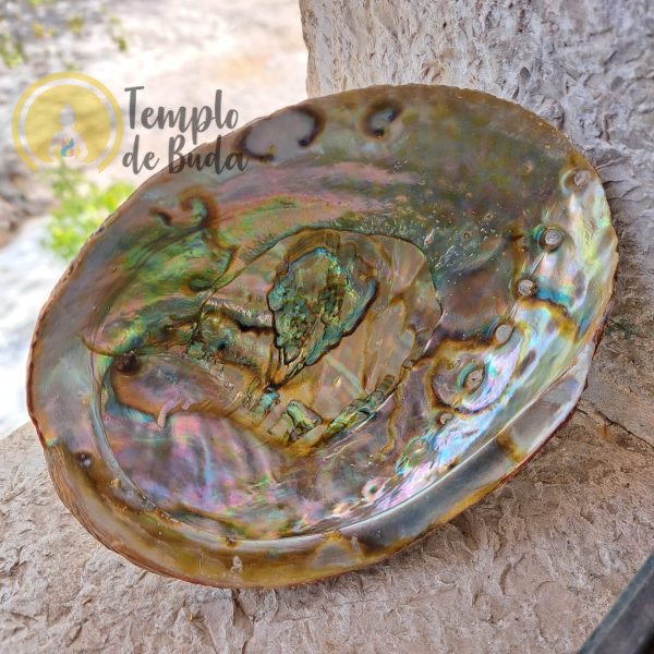 Concha Abalone Verde 14-16 cm