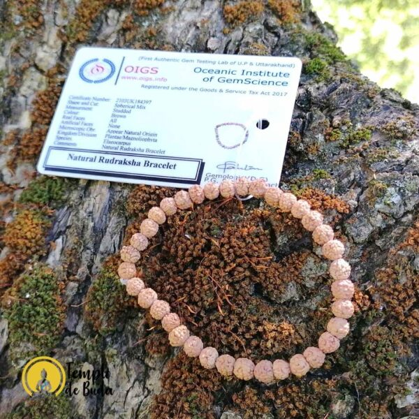 Pulseira de Rudraksha