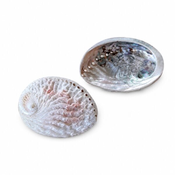 Abalone Concha Branca Natural