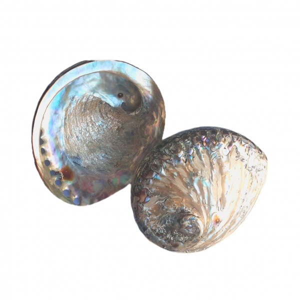 Abalone Shell Polished 12-14cm