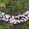 Pulseira de Conchas