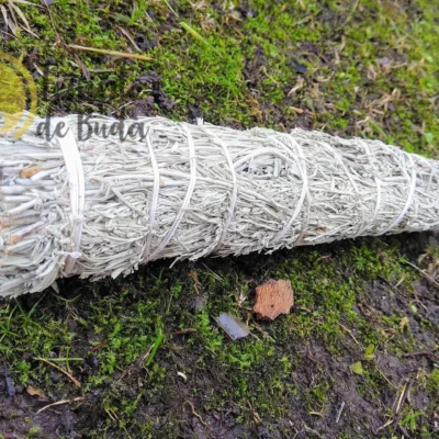 Shasta Sage Torch 19 cm