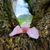Quartzo Rosa Bruto - Image 5