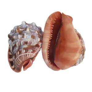 Conchiglia Cassis Rufa 20 cm