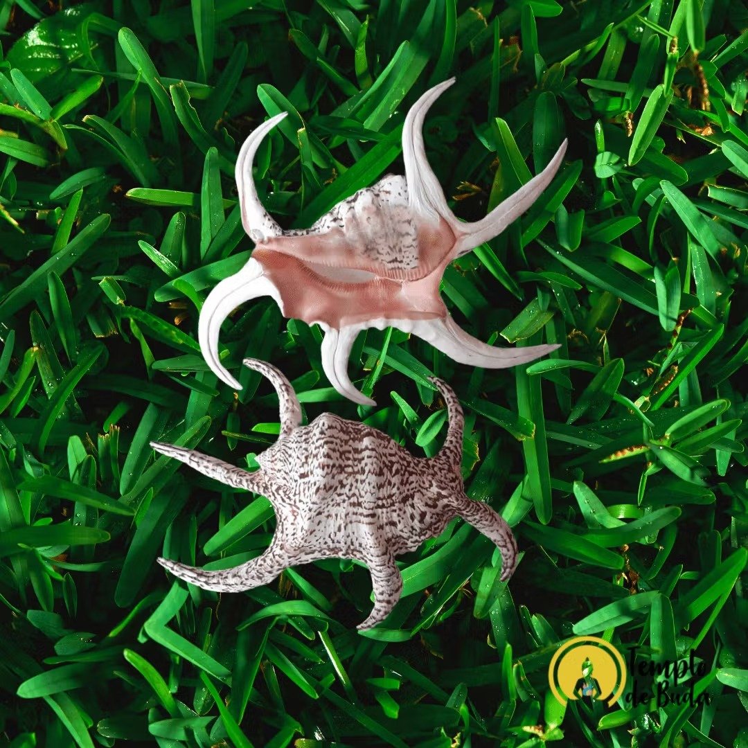 Concha Lambis Chiragra