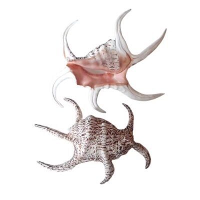 Concha Lambis Chiragra