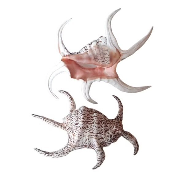 Concha Lambis Chiragra