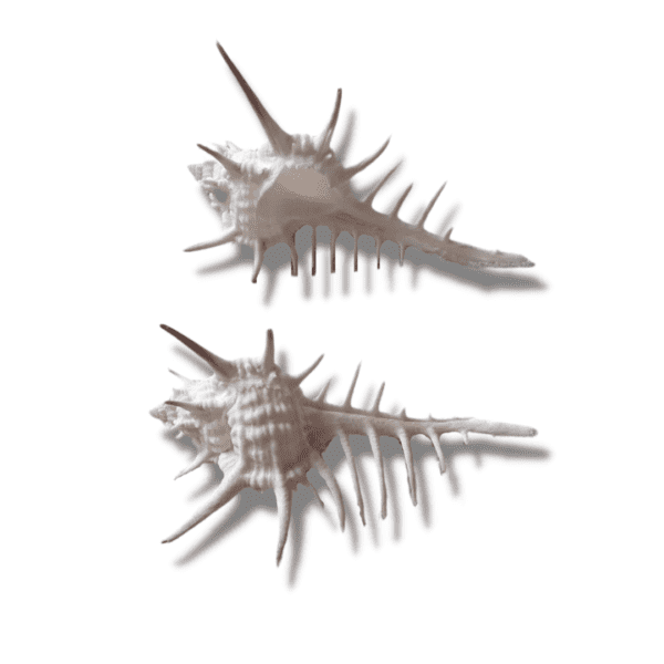 Concha Murex Negrospinosus 8-10cm
