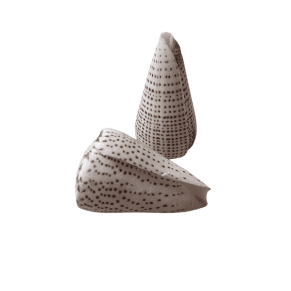 Concha Conus Marmoreus 4-6 cm
