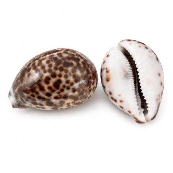 Buzio Cypraea Tigris