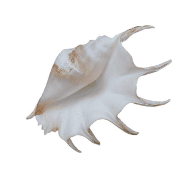 Concha Aranha do Mar (Lambis Truncata)
