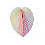 Concha Cardium Pair 10cm