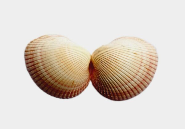 Concha Cardium Pair 10cm