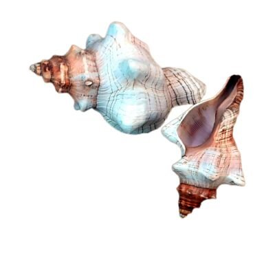 Concha Cauda de Cavalo do Mar Fasciolaria Trapezium