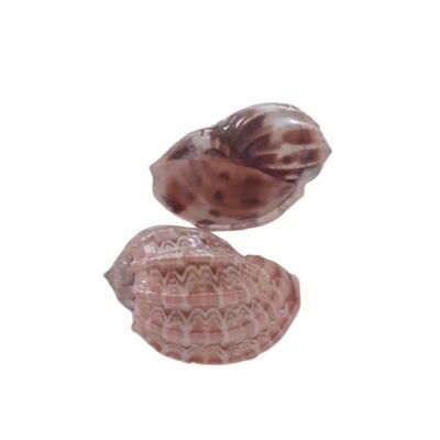 Concha Harpa Harpa Articularis