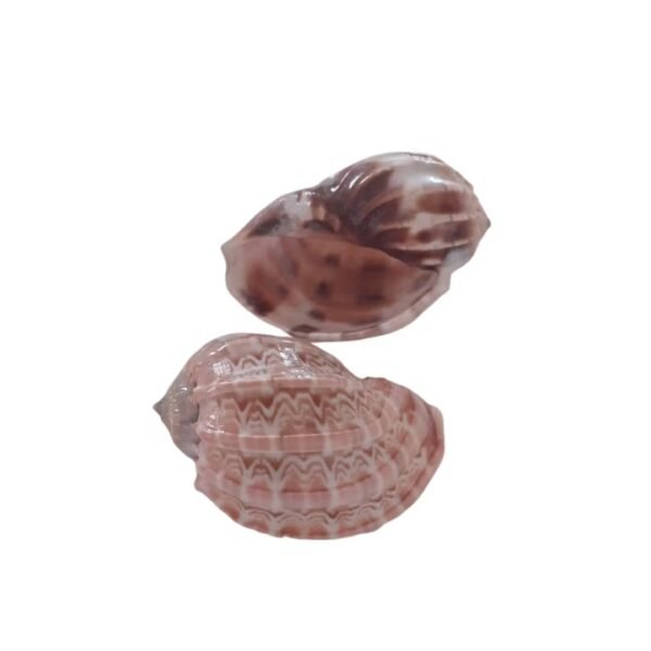 Concha Harpa Harpa Articularis