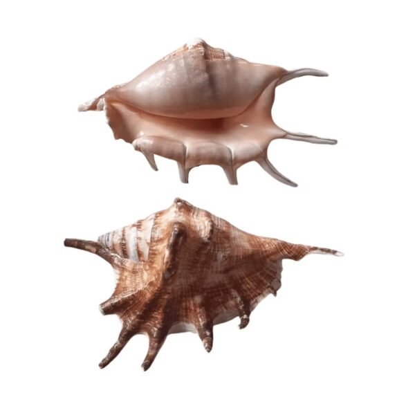 Concha Lambis Lambis