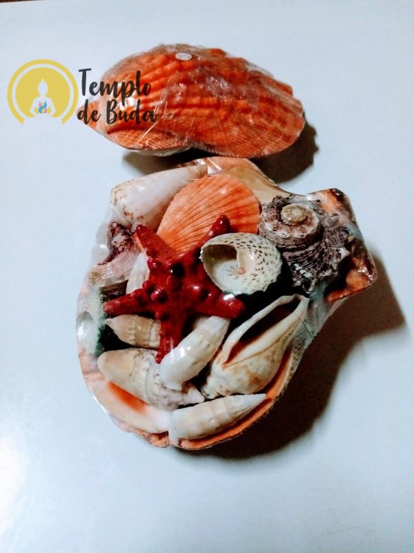 Conchiglia a zampa di leone - immagine 2