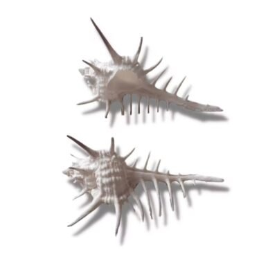 Concha Murex Negrospinosus