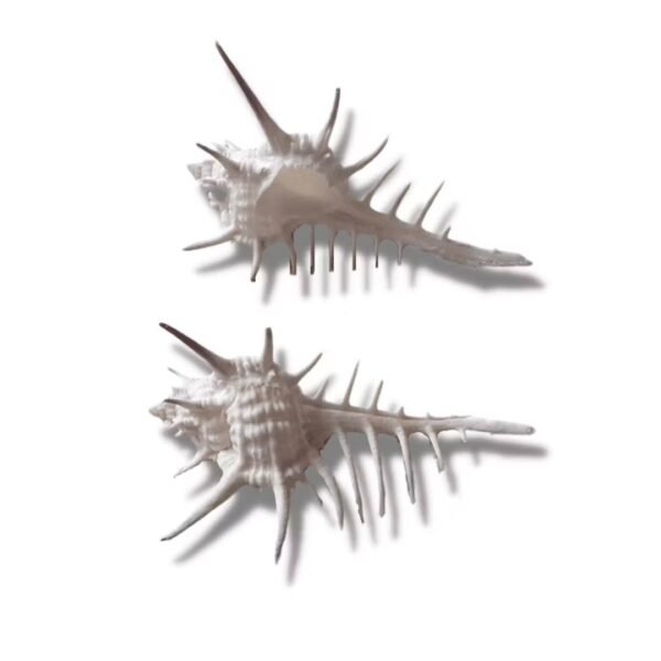 Concha Murex Negrospinosus