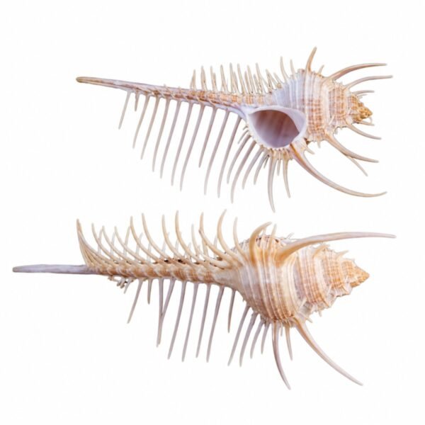 Concha Murex Pecten