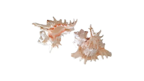 Concha Murex Ramosus