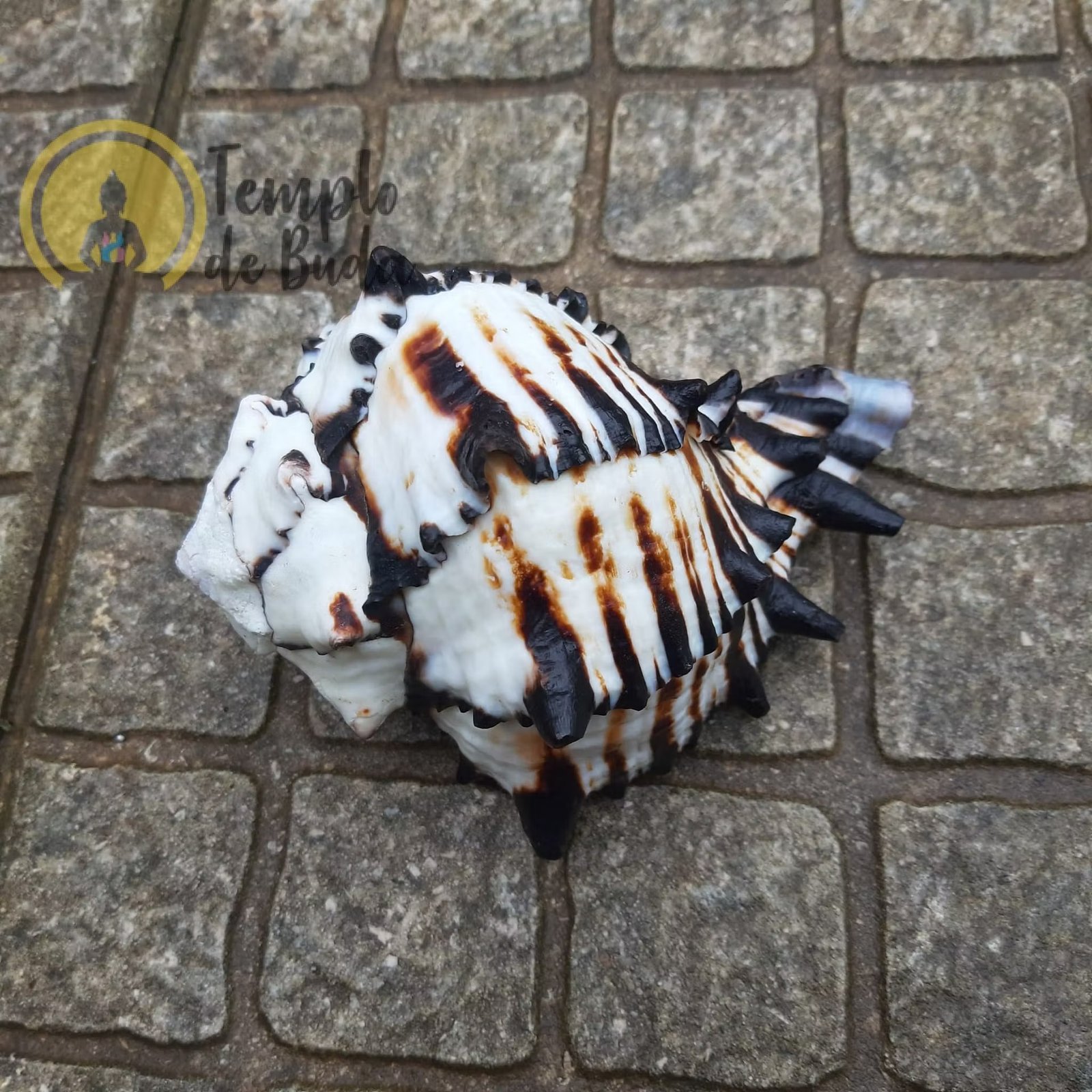 Concha Murex Ramosus Negritus