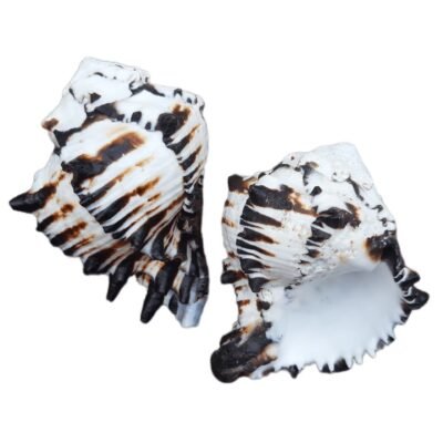 Concha Murex Ramosus Negritus