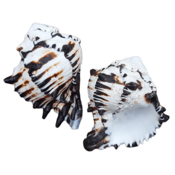 Concha Murex Ramosus Negritus