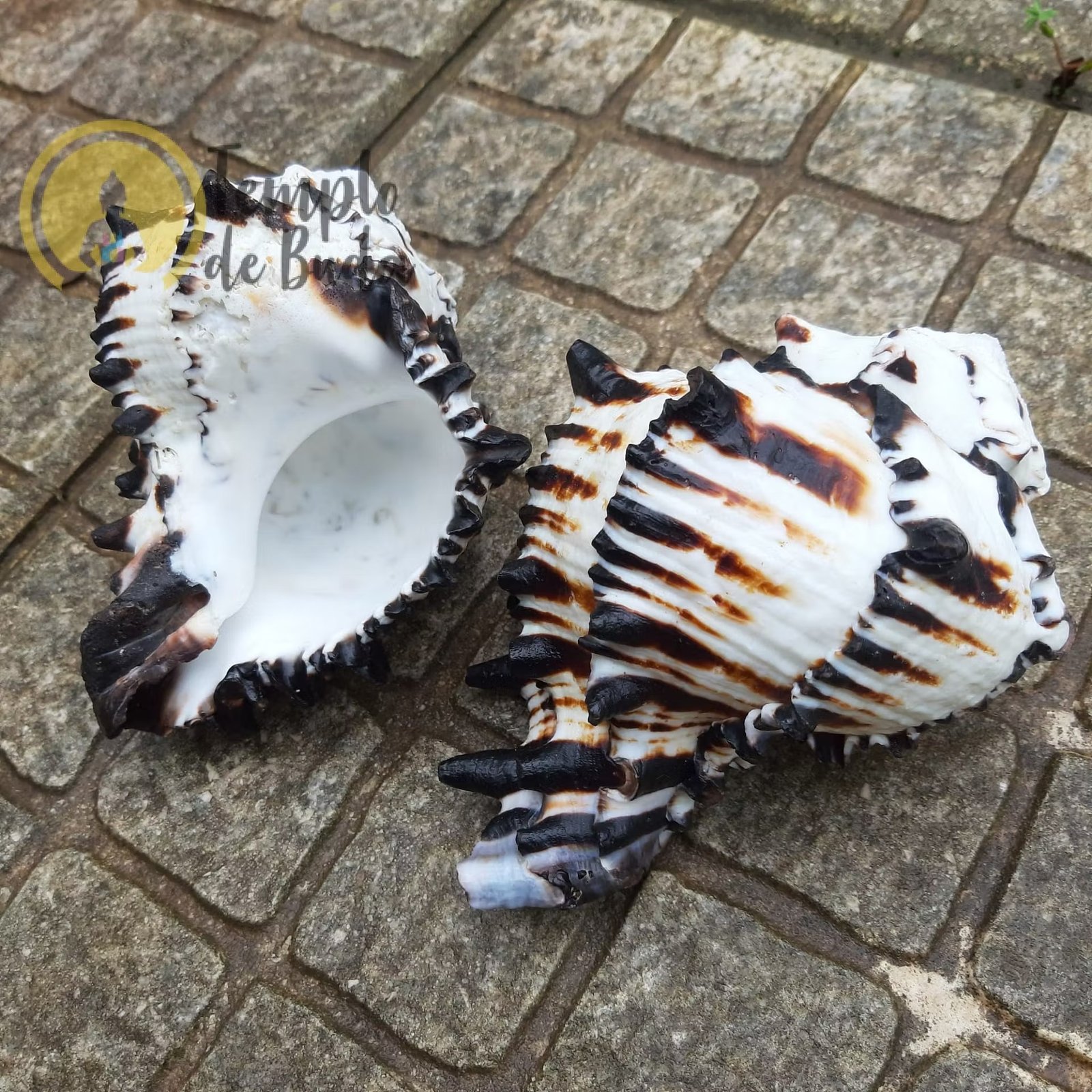 Concha Murex Ramosus Negritus