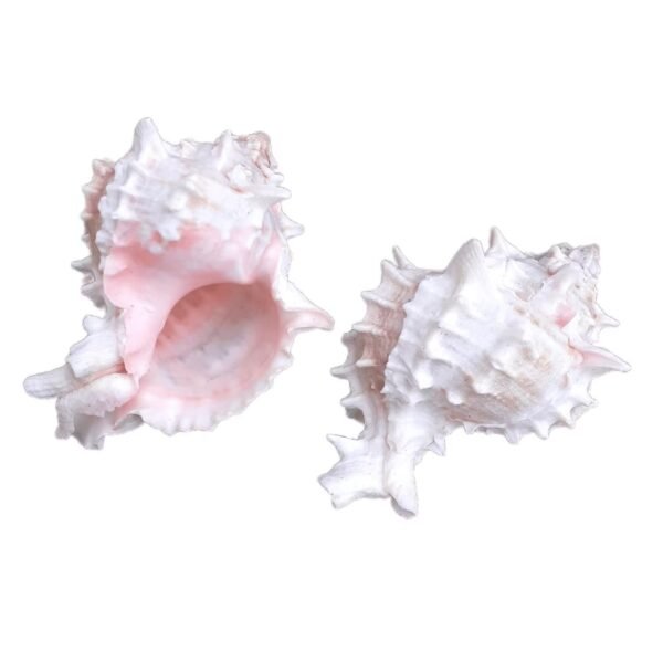 Concha Murex Ramosus Rosa