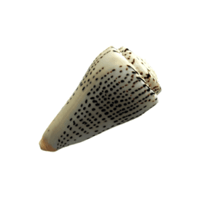 Concha Conus Marmoreus 10-12 cm