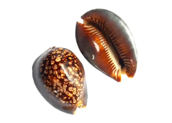 Concha Cypraea Mauritiana 8-9cm