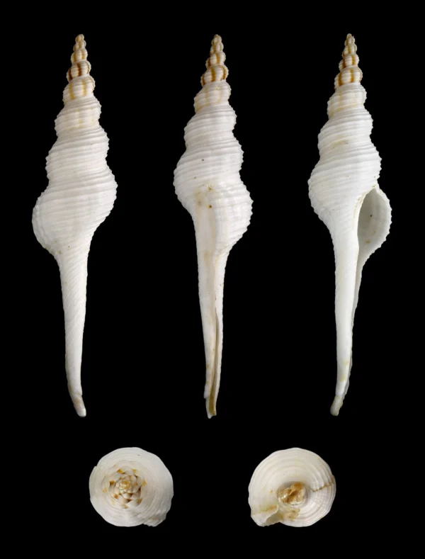 Fusus Calos 10-12cm - Image 3