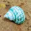 Concha Turbus Burges 7-8cm