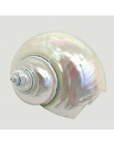 Turbus Burges Pearl 8-9cm