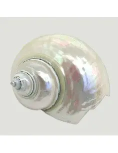 Turbus Burges Pérola 8-9cm