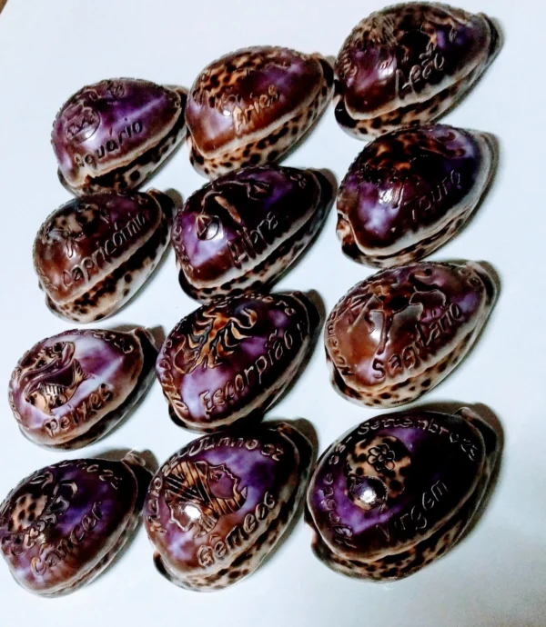 Cypraea Tigris com Signo